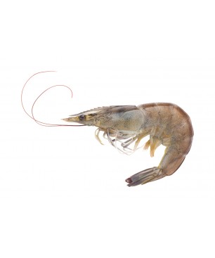 GAMBA CRU IQF (180+) 4,5 KG  (PREU KILO)