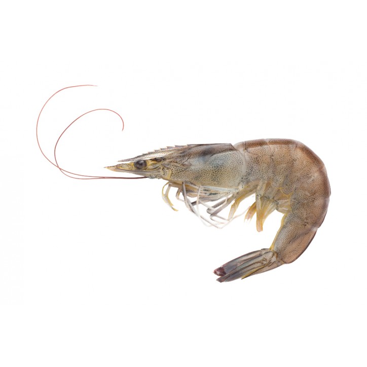 GAMBA CRU IQF (180+) 4,5 KG  (PREU KILO)