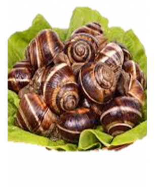 CARACOL BOVE G(90-120)(8 KG.)