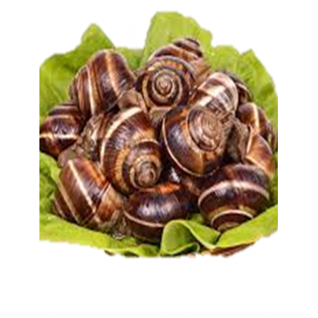 CARACOL BOVE G(90-120)(8 KG.)
