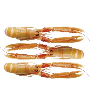 CIGALA ESC.N2(16-20) 1'5 KG  (PRECIO KILO)