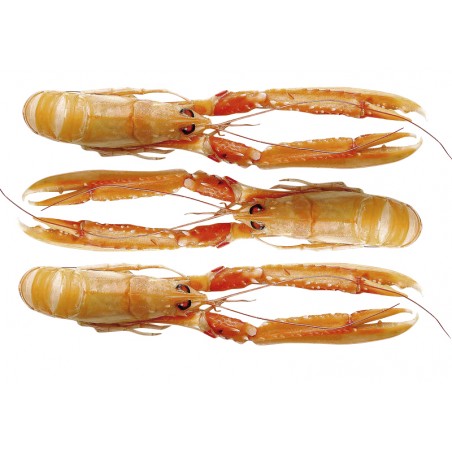 ESCAMARLÀ ESC.N2(16-20) 1'5 KG(1'5 KG.)